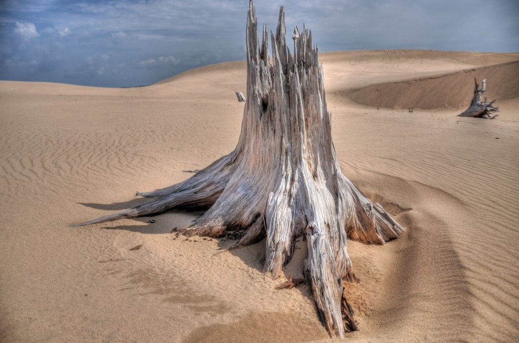 A bleached tree stump half buried in sand