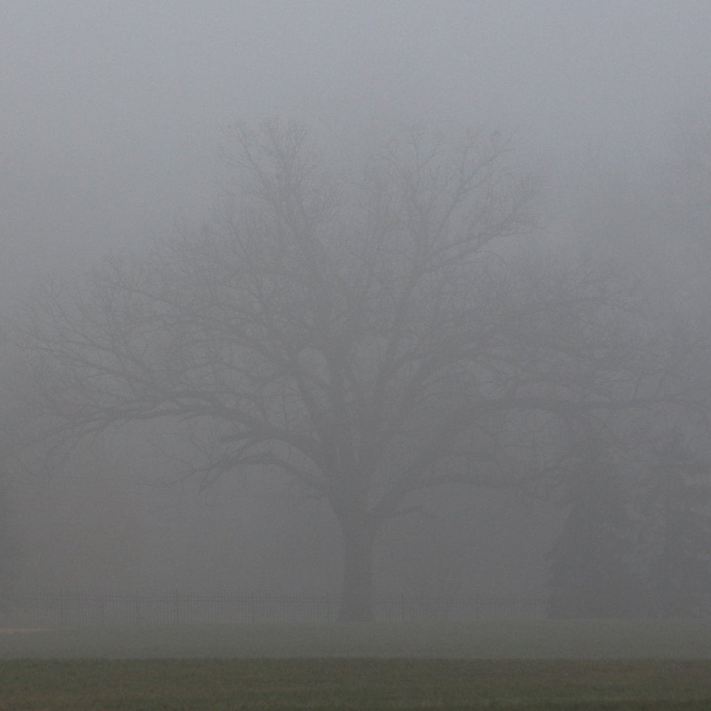 A tree barely visible through thick fog