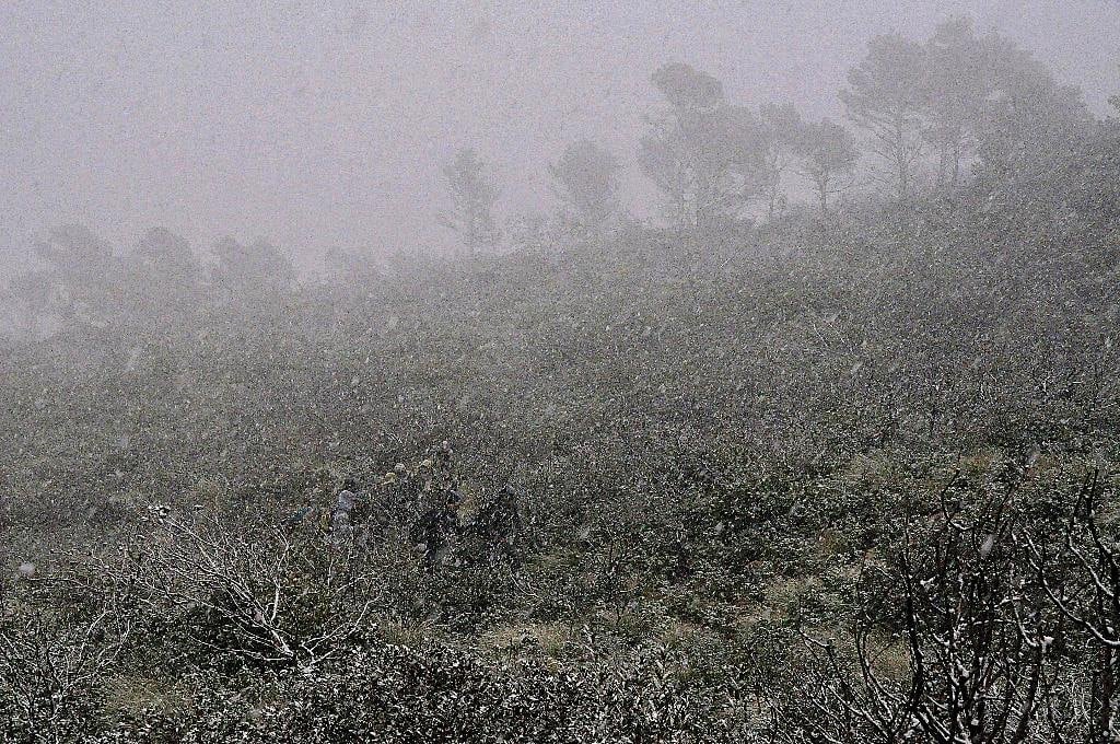 Fog drifting over low scrub and pines