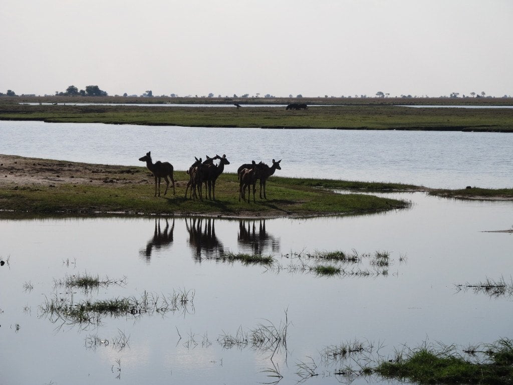 Deer standing in shallow water, mirrored on its surface