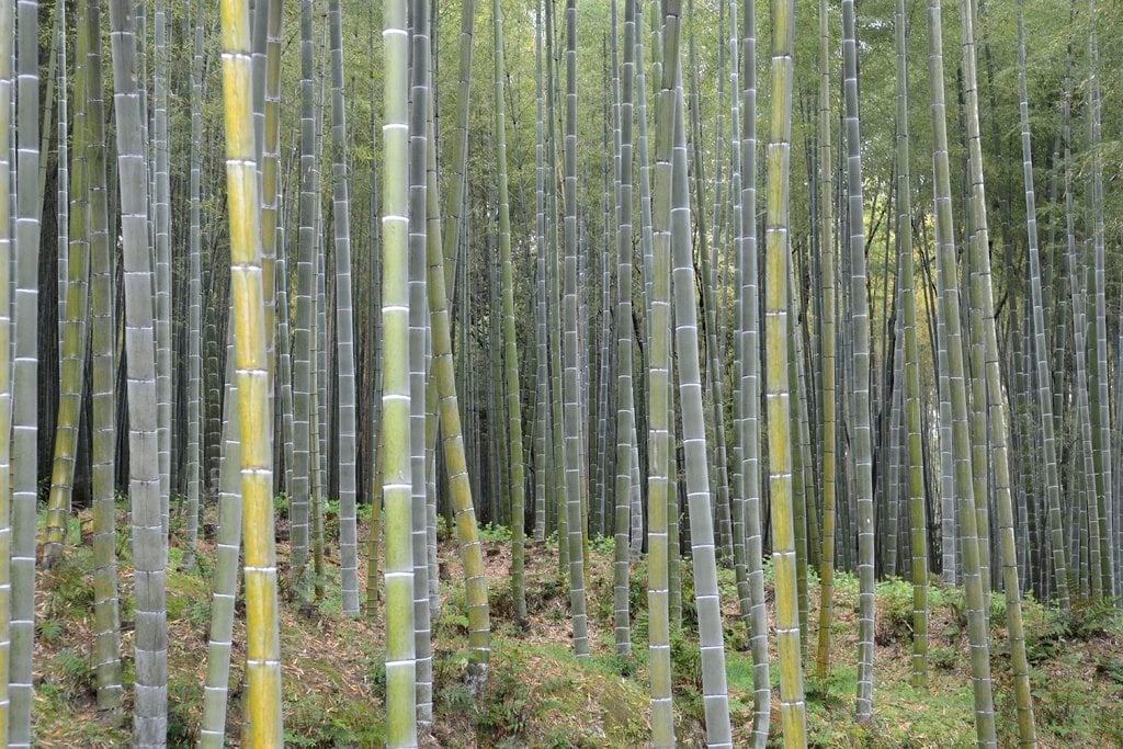 A grove of tall bamboo