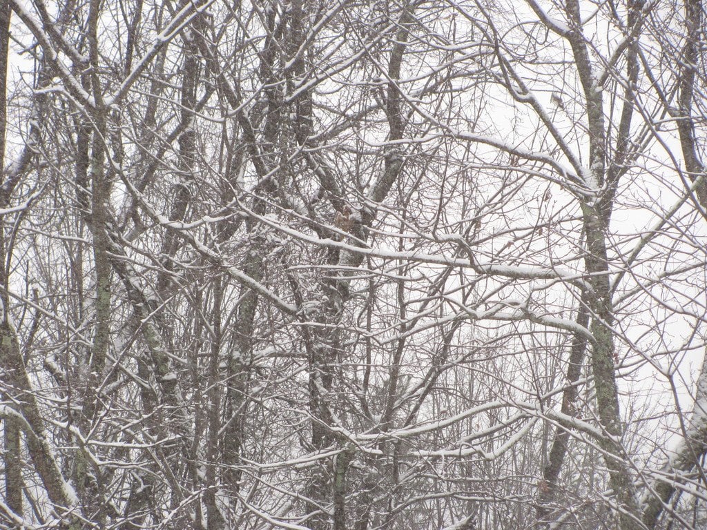 Bare trees white with frost