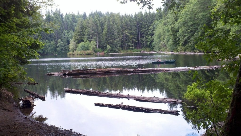Logs floating on a still lake ringed by forest